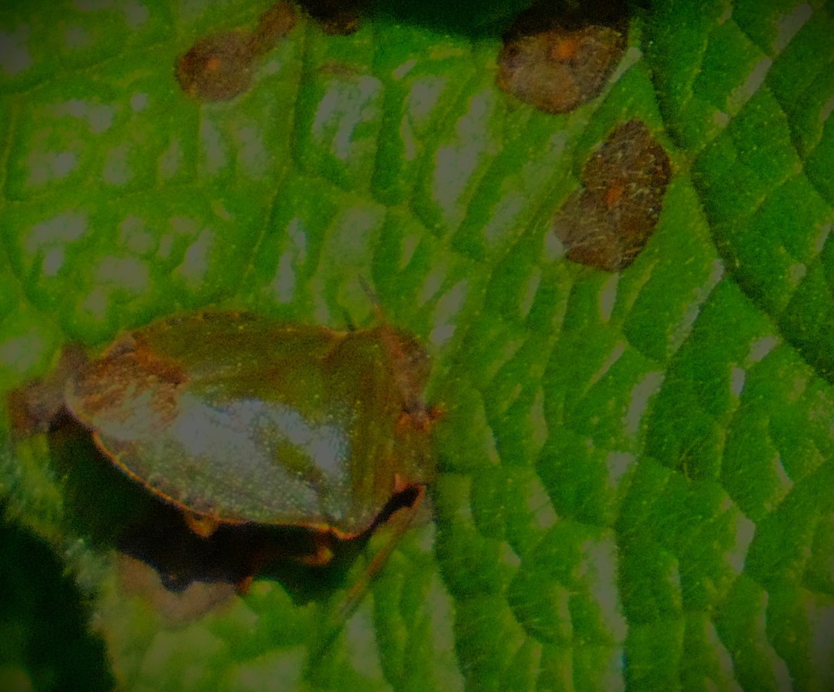 A green shieldbug on a green leaf.