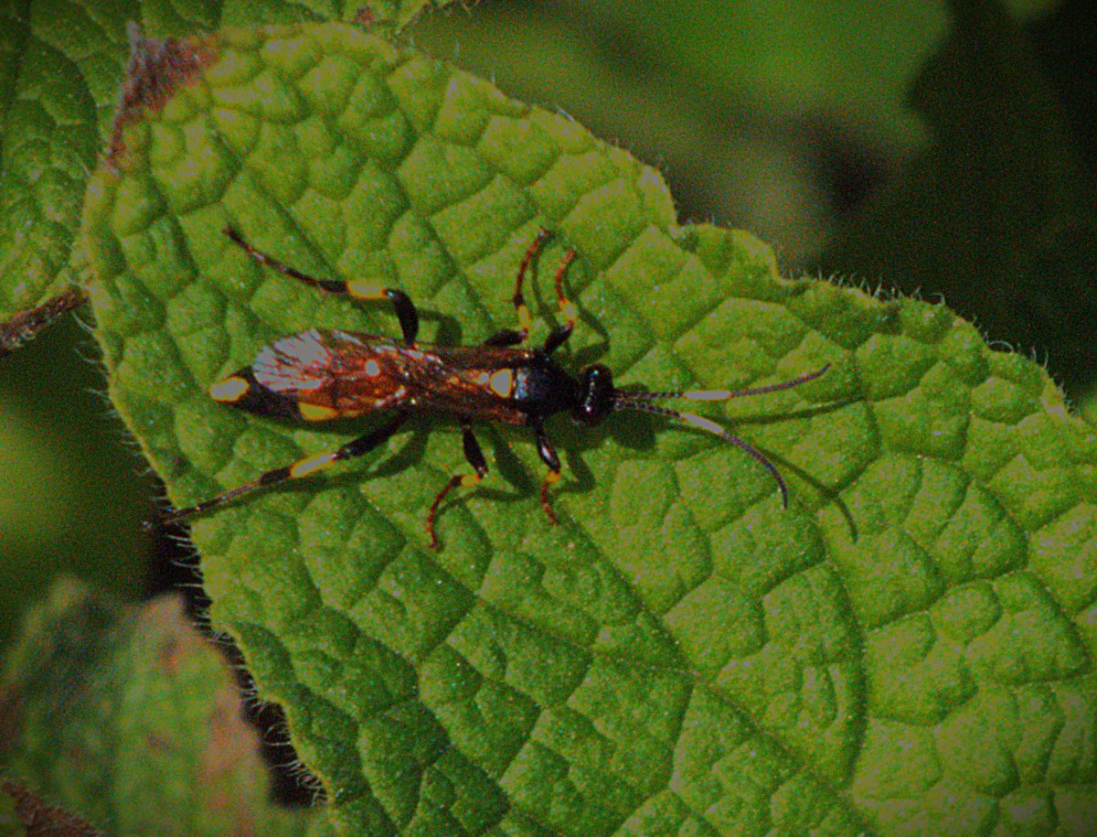An ichneumon wasp resting in the sun before resuming its search for caterpillars in which to lay its eggs.