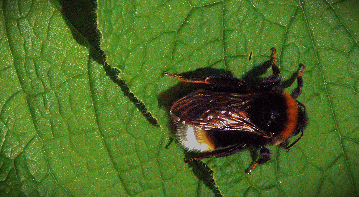 Maiden County Ton for&nbsp;Mousley