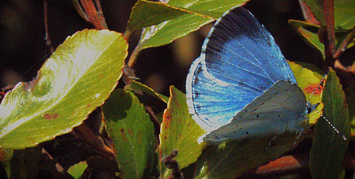A 'Holly Blue' with its wings partially open rests on a shiny green leaf near a section of the Gaywood River between Loke Road and Kettlewell Lane.