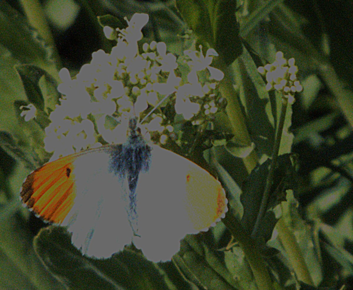 An Orange Tip butterfly temporarily at rest on a white flower head near Bawsey Drain.