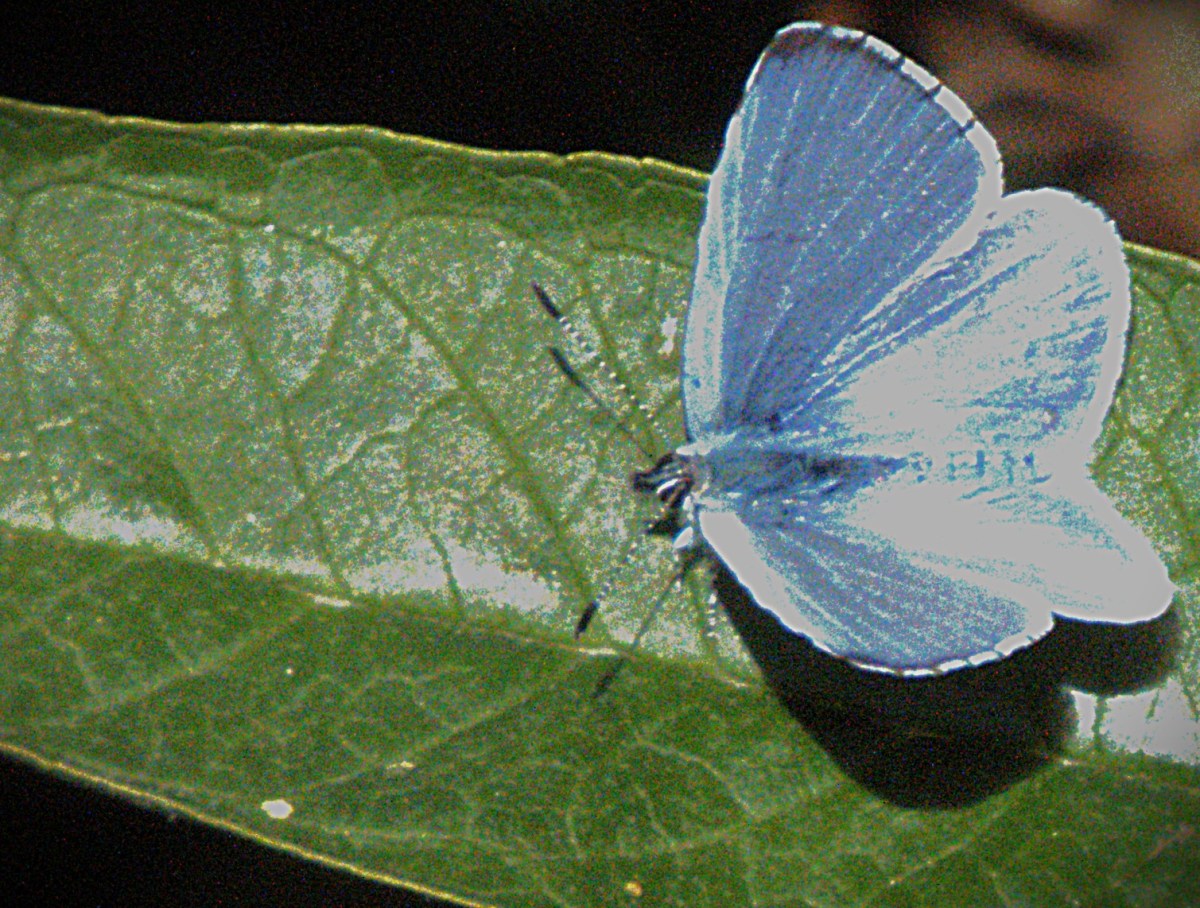 A Holly Blue butterfly on a buddleia leaf near the Eastgate Bridge, King's Lynn