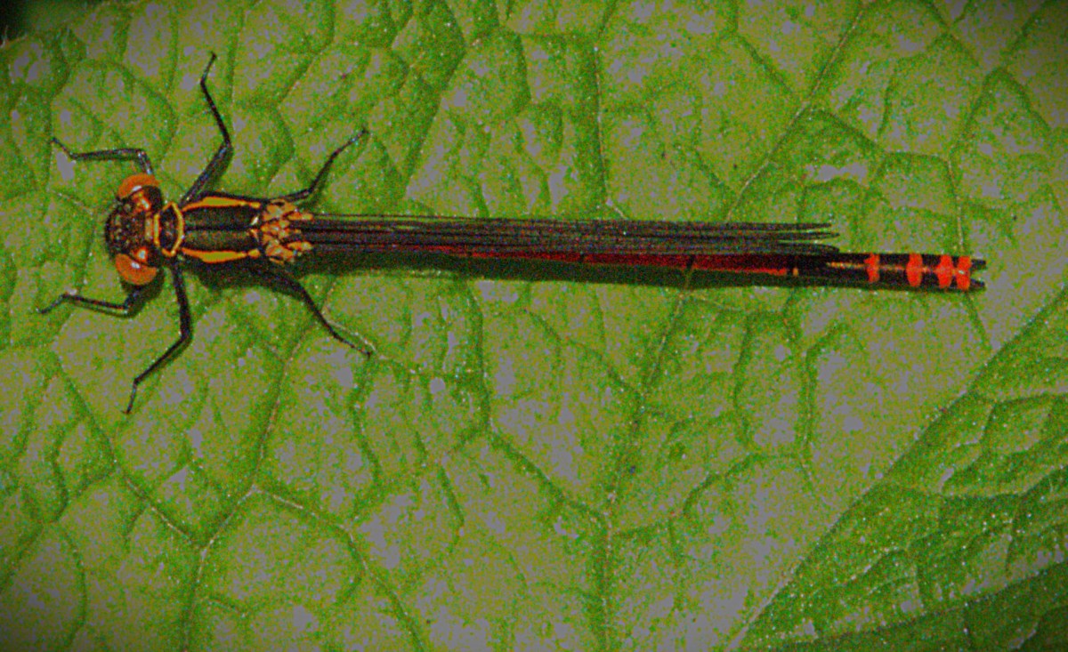 Close up of a damselfly basking on a leaf near Kettlewell Lane.