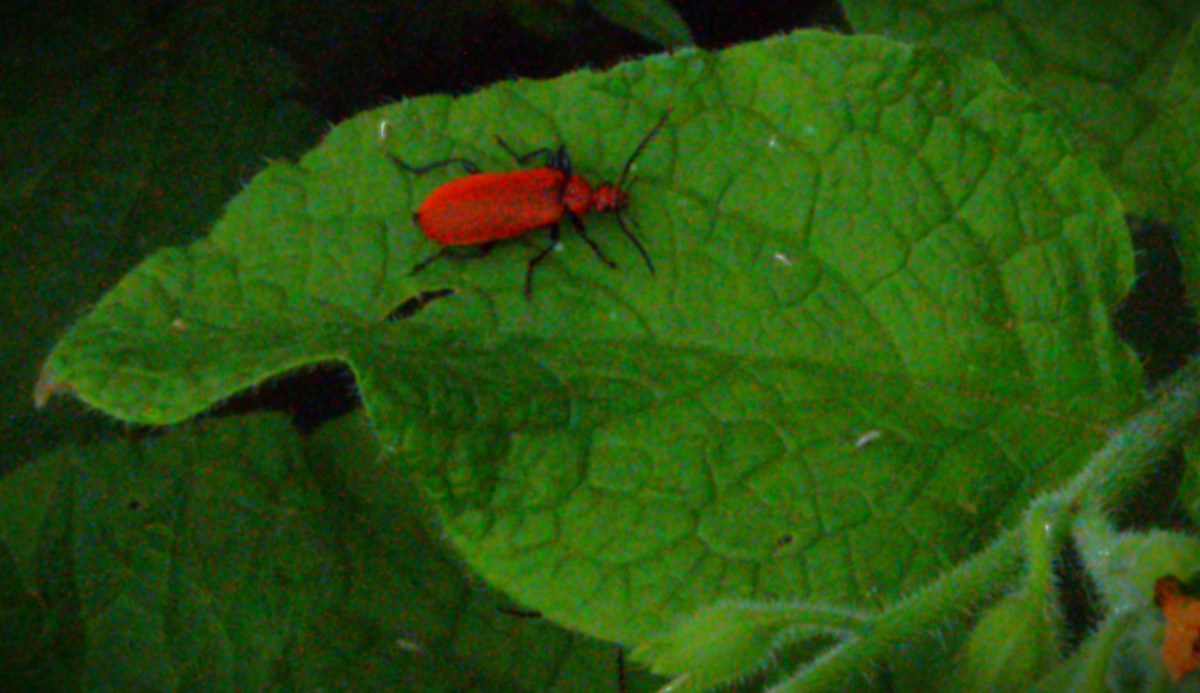 A red-brown beetle on a green leaf in Kettlewell Lane Park.