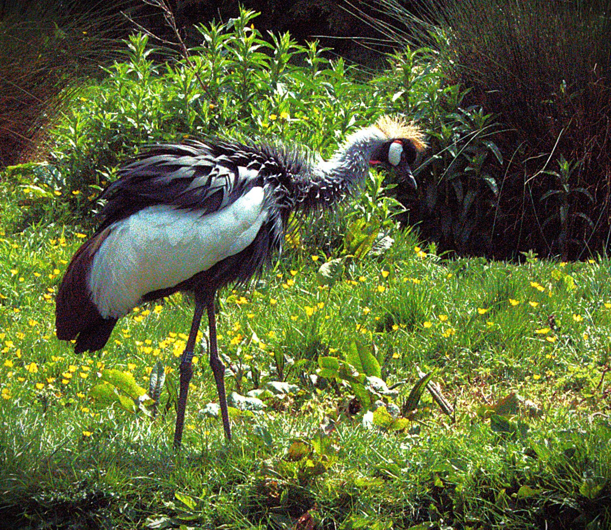 I decided that this magnificent Grey Crowned Crane could be the feature image.