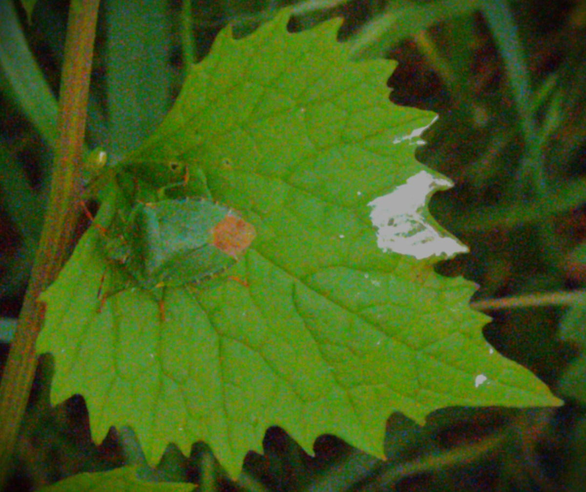 A green shield bug on a nettle leaf. The leaf has also acquired a small splash of white paint somne how.