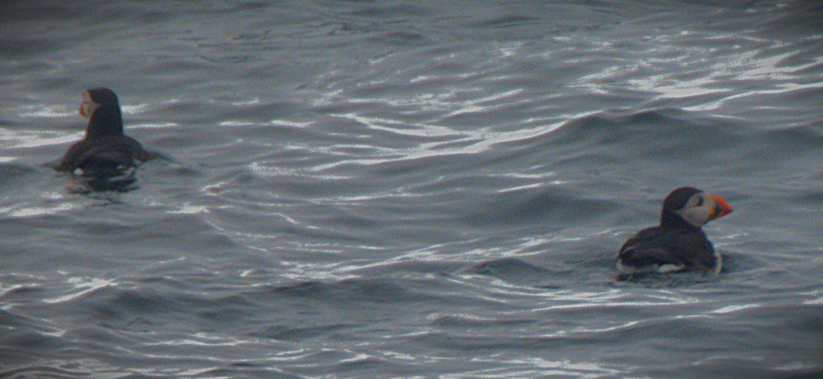 Arisaig 7: Wildlife Cruise to&nbsp;Canna