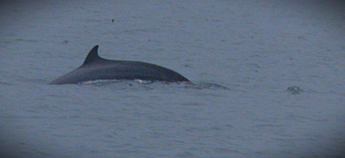 A Minke whale shows its rump and dorsal fin above the sea, somewhere between Mallaig and Canna.