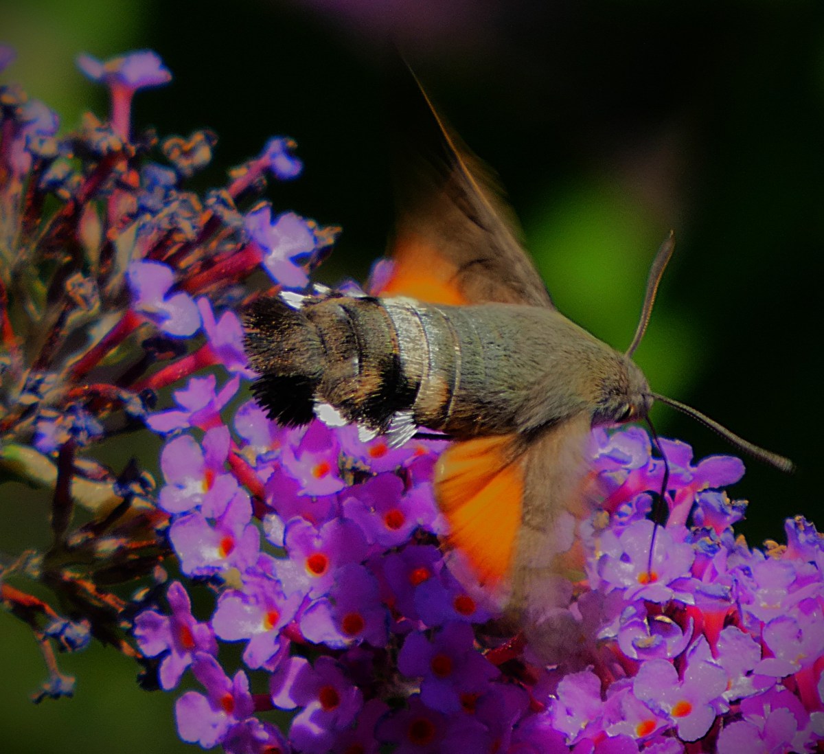 A hummingbird hawkmoth, its wings blurred by motion hovers over a buddleia from which it extracts nectar. The solid brown/ grey central body is clearly visible, as is the proboscis that it uses to extract nectar from flowers.