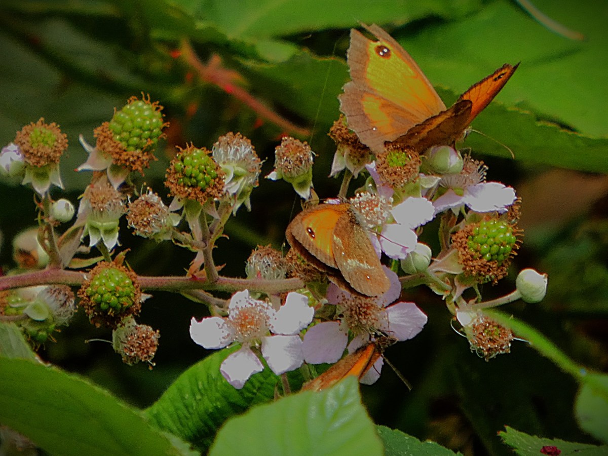 Three gatekeeper butterflies (brown surround, orange centre, single eyespot on each wing) on a bramble bunch - there are some very pale pink flowers, a few as yet unripe blackberries, and of course thorns.