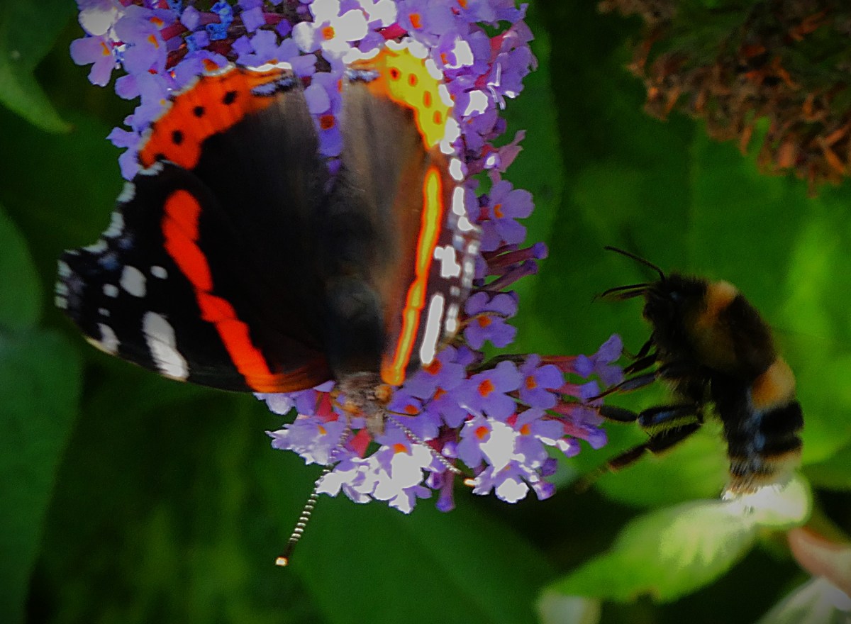 A red admiral and a bumblebee enjoying the same buddleia head.