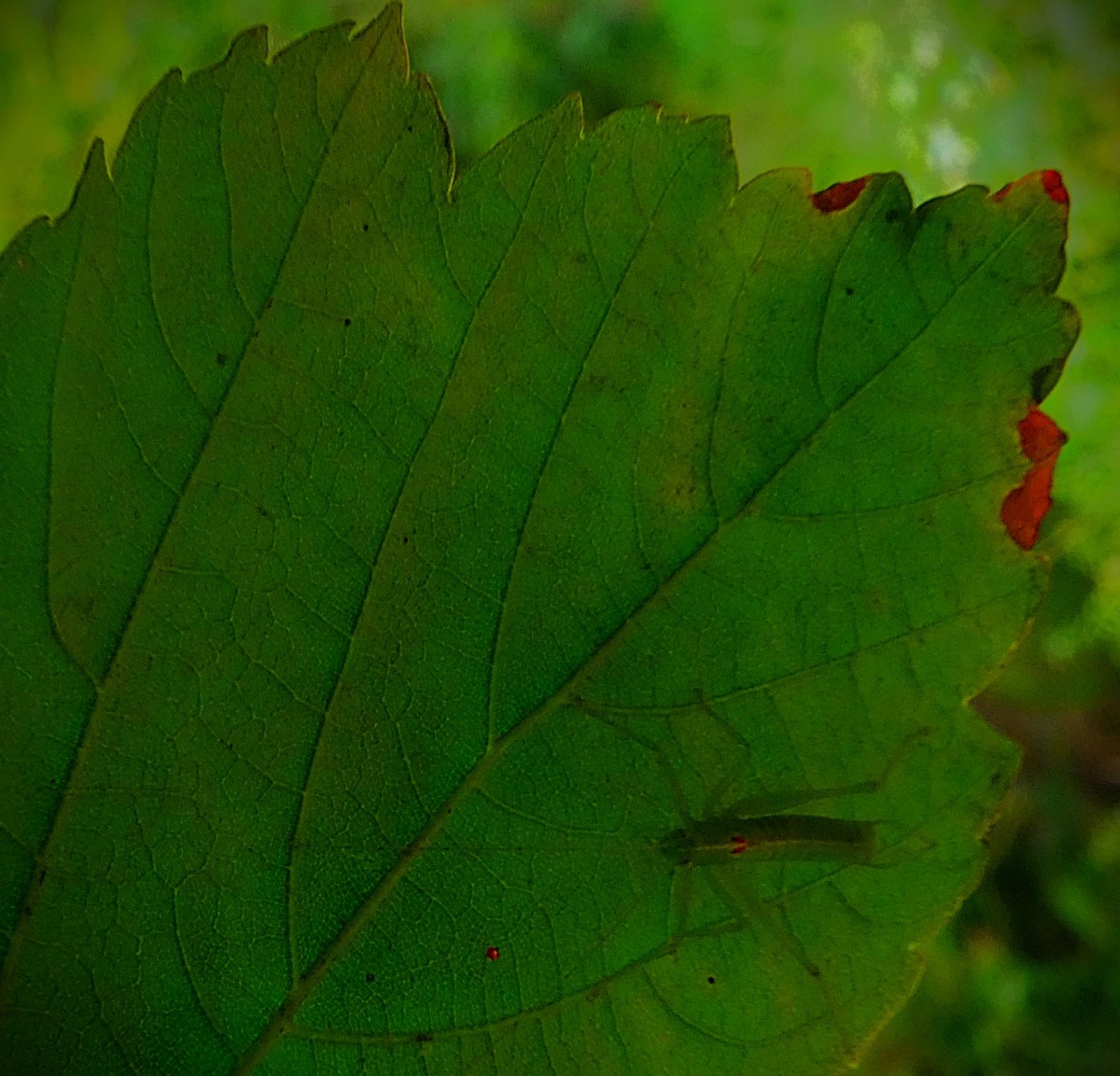 A leaf miner (large green insect with long slender legs, and a hint of red about the head) on the underside of a large green leaf.