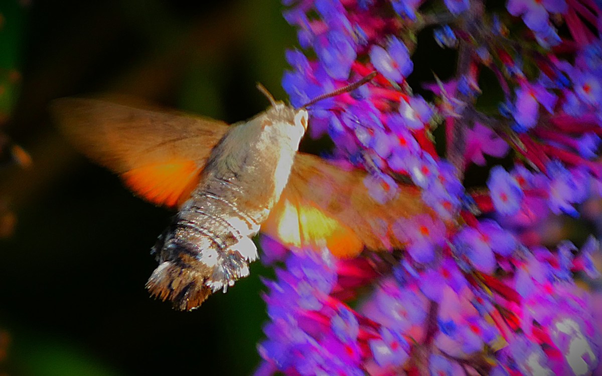 A close-up of a hummingbird hawkmoth extracting nectar from a buddleia plant.