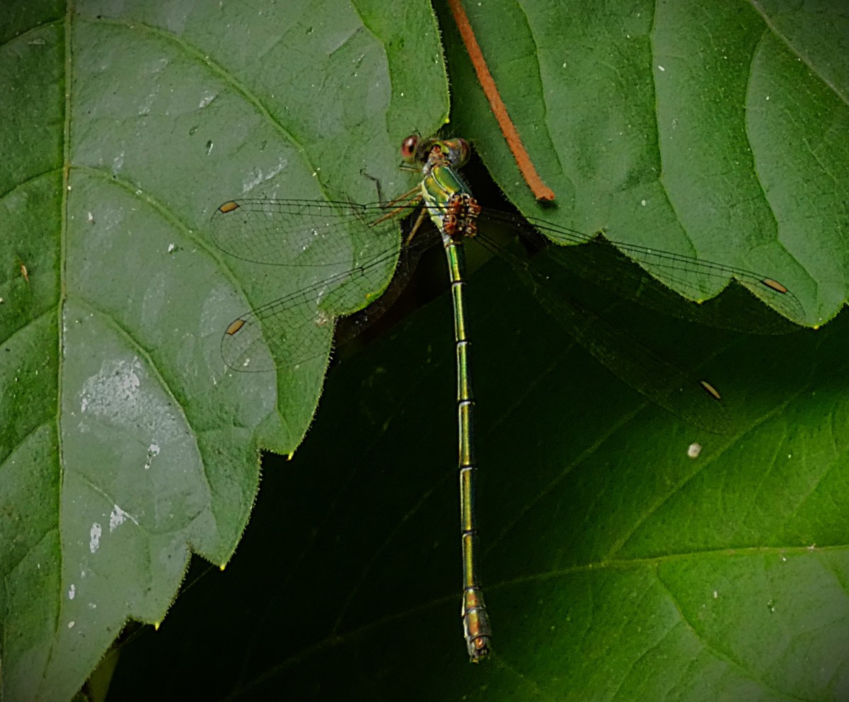 An Emerald Willow damselfly (pale spots on each wing, long thin green body, red compound eyes) rests on a large green leaf in Kettlewell Lane Park.