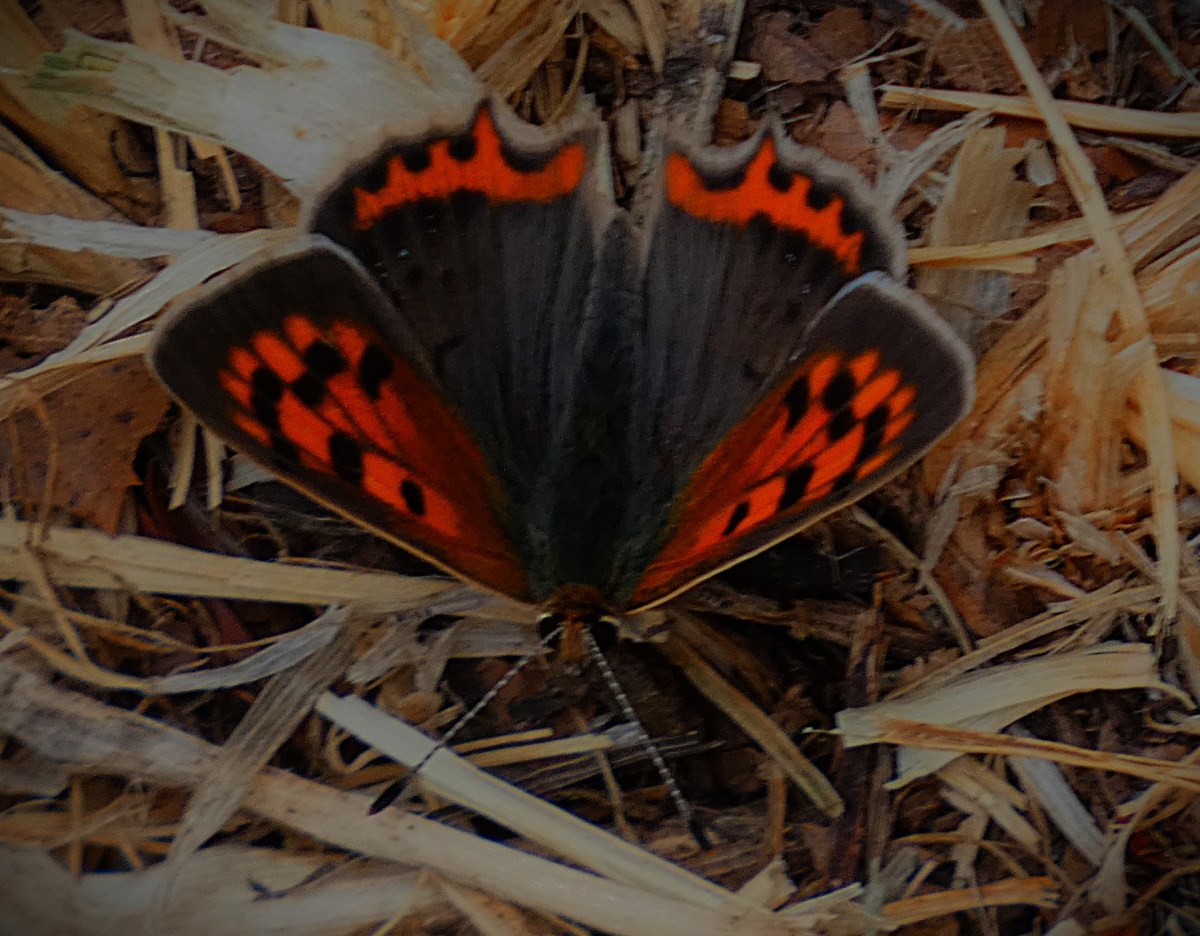 A small butterfly with a dark brown body, rear wings that are mainly dark brown with some fiery orange markings at their back edge, and front wings that have a pattern of orange and black surrounded by a thick dark brown border. It is resting on dried out vegetation.