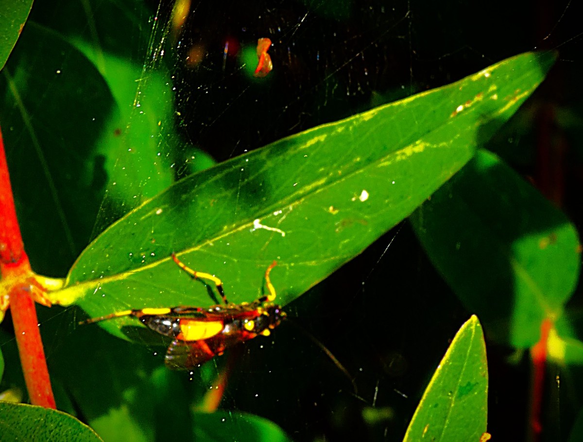 A large black and yellow insect on a green leaf, not far from the Greyfriars Tower.