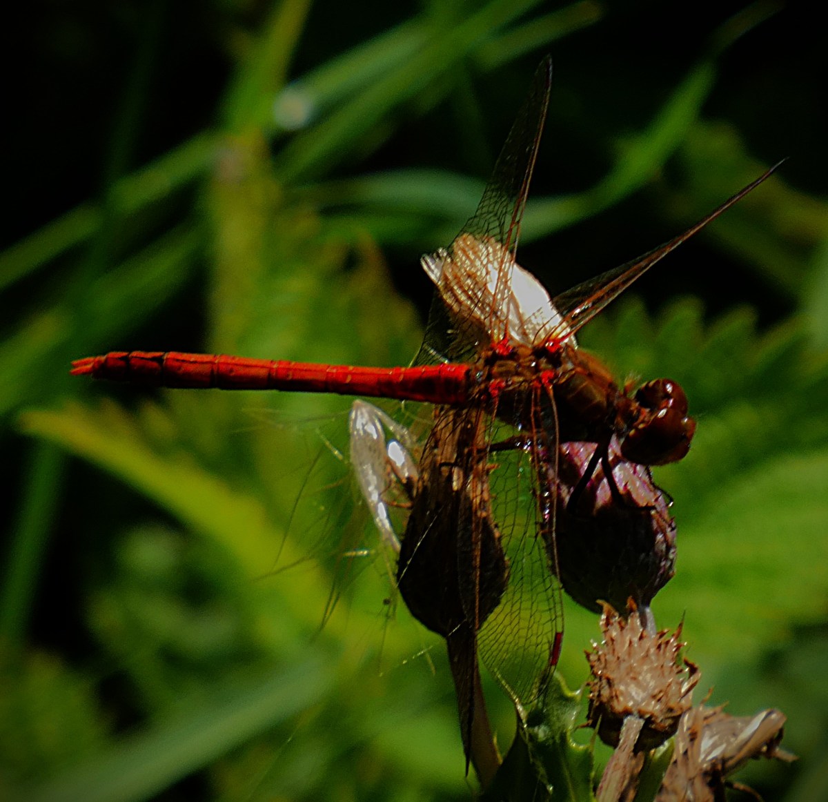 A ruddy darter at rest on a thistle plant, with greenery in the back ground. The long red body and red compound eyes are clearly visible, as are the almost transparent wings.