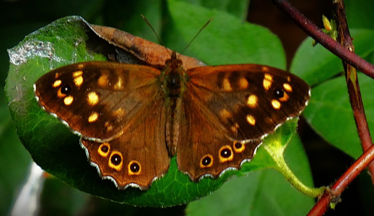A Speckled Wood butterfly on a succulent green leaf. Some small branches and parts of other leaves are visible. The butterfly has its wings fully opened. It has a dark brown central body, and the base colour the wings is also dark brown, while the front wings have the yellow speckles that give it its name, and the rear wings have an arrangement of eyespots, with each eyespot comprising a white dot at the heart of a black circle which is in turn surrounded by a yellow circle. The plain black antennae are also clearly visible.