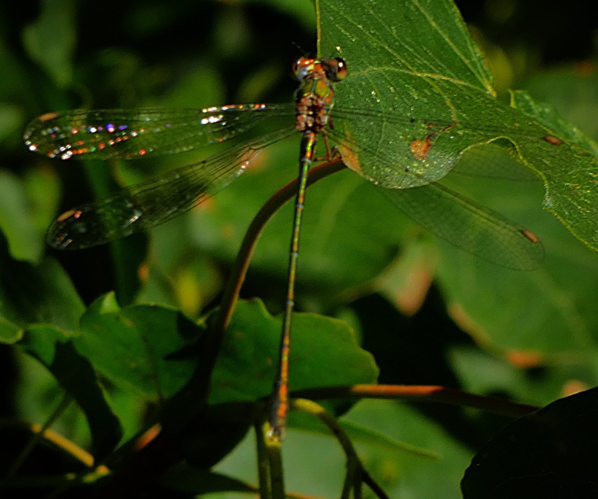 A damselfly with a green body of characteristic long thin type, equally characteristic near transparent wings and compound eyes that lend the head a bulgy appearance rests on a green leaf.