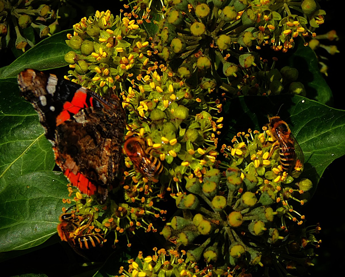 Flowering ivy with a red admiral and three honeybees in attendance.