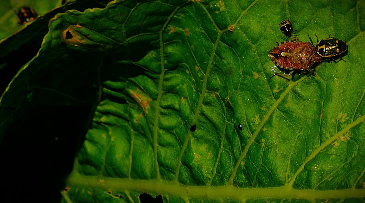 A number of bugs on a green leaf. One is significantly larger from the others and differently coloured.
