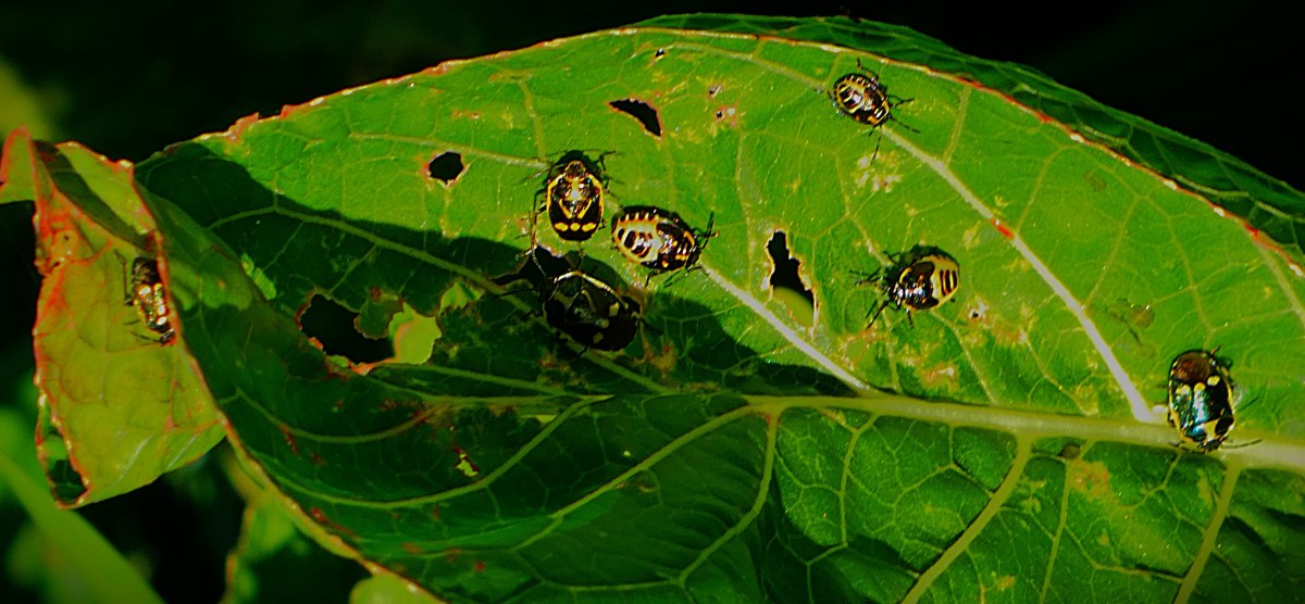 seven black and yellow bugs clustered on a large green leaf.