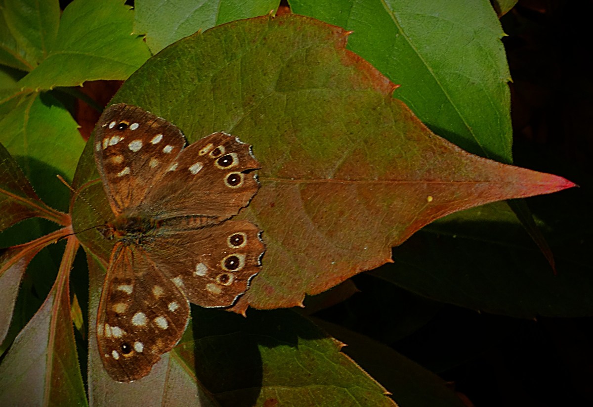 A woodland brown butterlfy rests on a leave that is just starting to redden as we move into autumn.