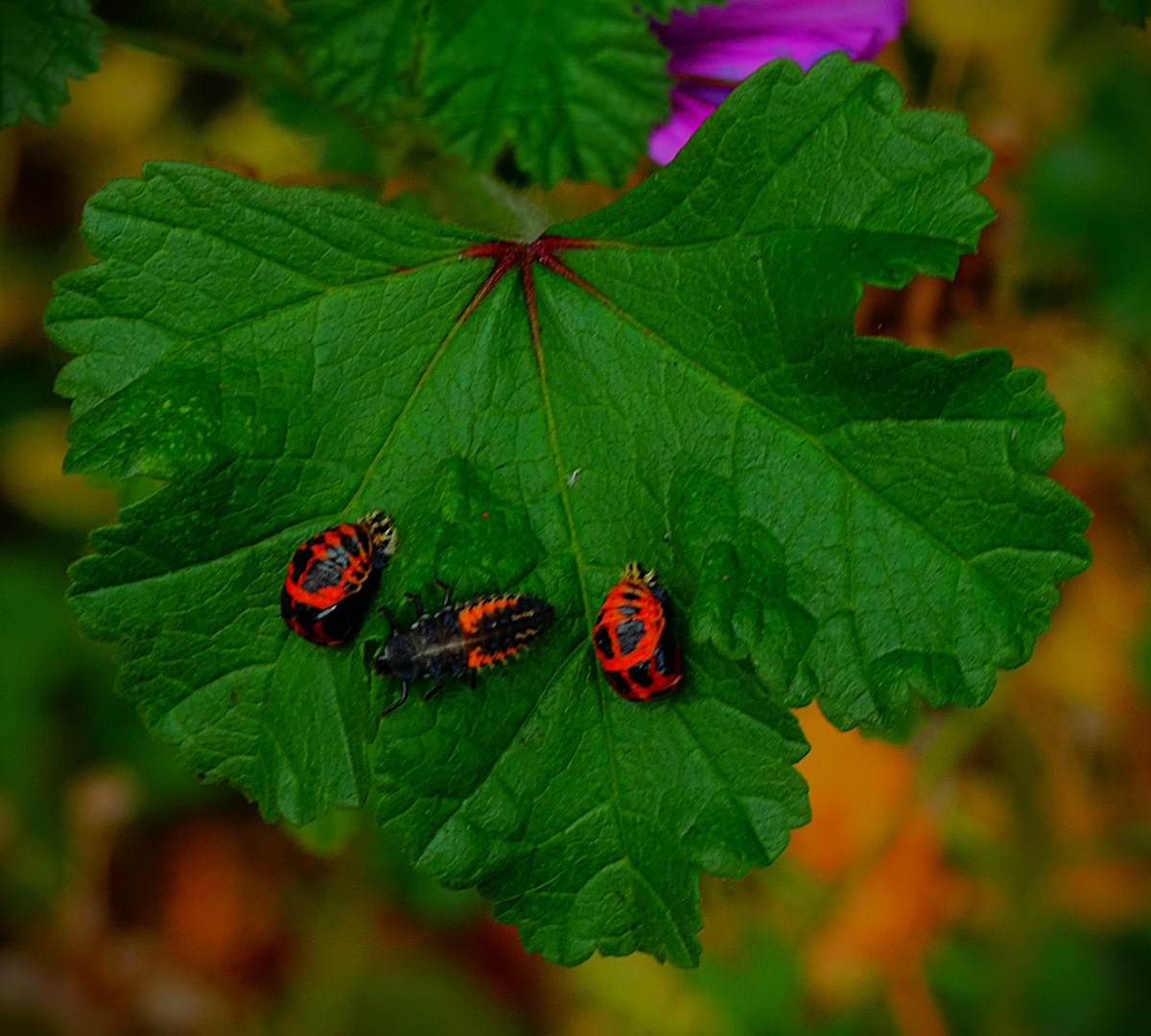 One smallish green leaf (on a plant growing very close to King's Lynn train station) plays host to three larvae, those on the left on the right as you look probably of the same species, the one in the centre definitely different.
