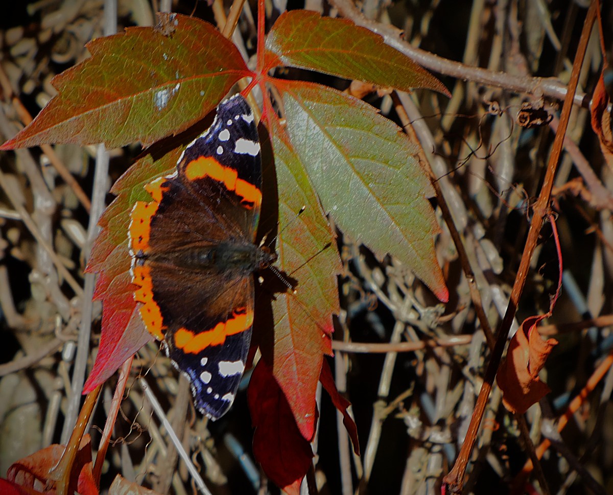 A red admiral resting on a clutch of leaves that are just developing autumnal colours.