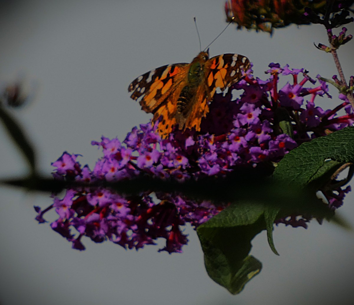 A painted lady rests on a buddleia head overlooking the upper Purfleet. I was about 15 feet from the insect, in the Baker Lane car park when I took the picture,