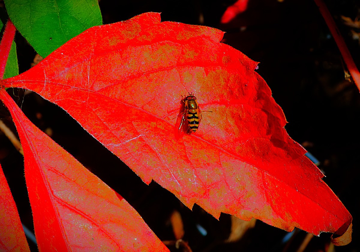 A hoverfly at rest on a leaf that has gone red in the autumn.