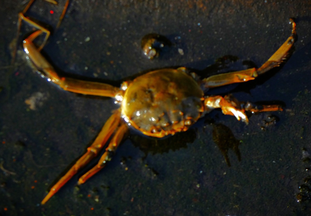 A crab that had been the subject of a gull fight in the roadway near the edge of the Great Ouse, to which body of water I returned it hoping to thereby extend its life somewhat.